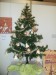 Naše expozice v r. 2012 - vánoční stromek s ozdobami z pedigu